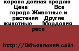корова дойная продаю › Цена ­ 100 000 - Все города Животные и растения » Другие животные   . Мордовия респ.